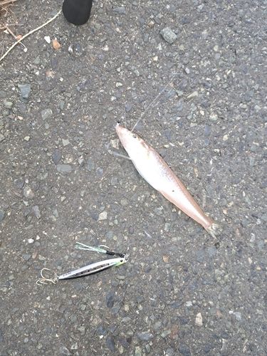 キスの釣果