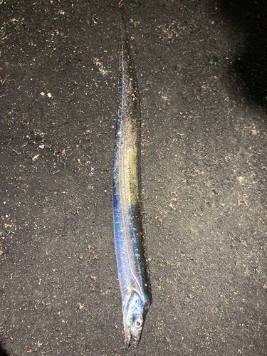 タチウオの釣果