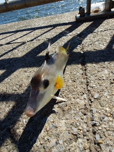 ギマの釣果