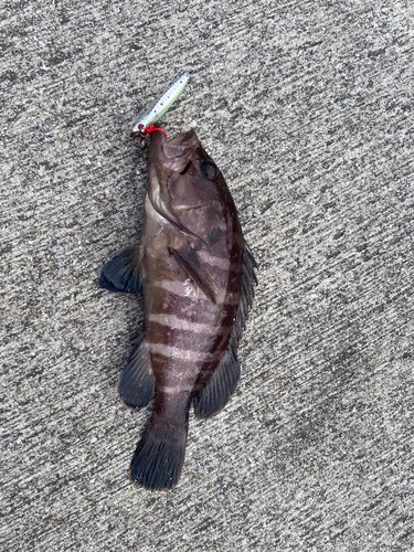マハタの釣果