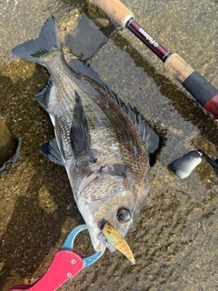 チヌの釣果