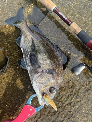チヌの釣果