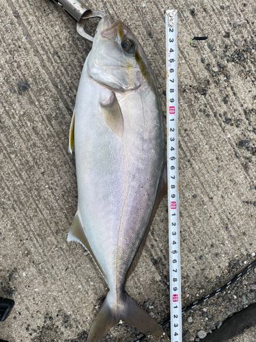 ネリゴの釣果