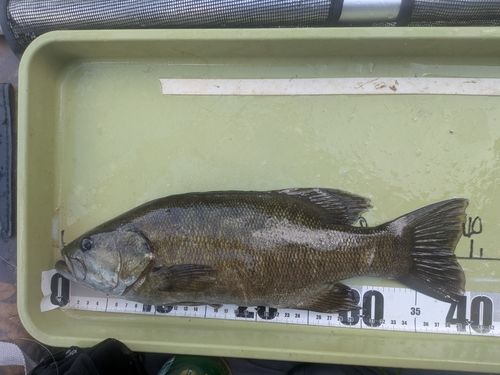 スモールマウスバスの釣果