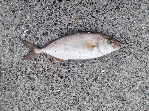 カンパチの釣果