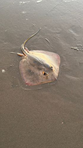 アカエイの釣果