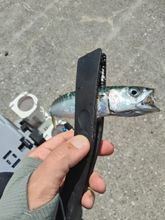 サバの釣果