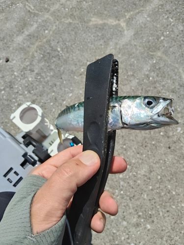 サバの釣果
