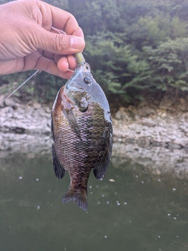 ブルーギルの釣果