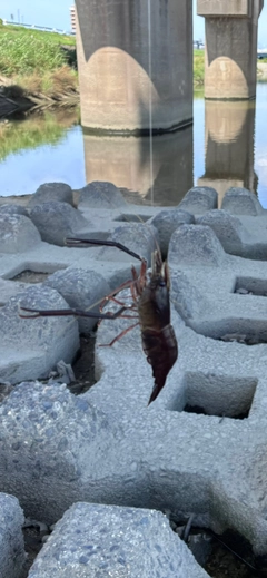 テナガエビの釣果
