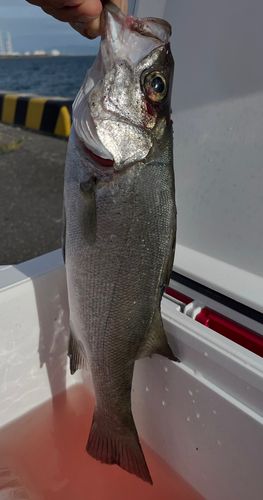 セイゴ（ヒラスズキ）の釣果
