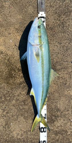 ブリの釣果