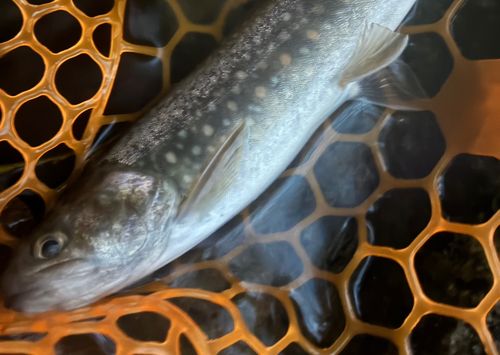 イワナの釣果