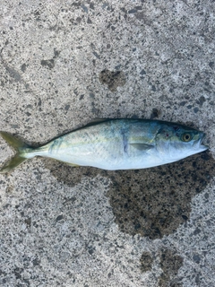 ワカシの釣果