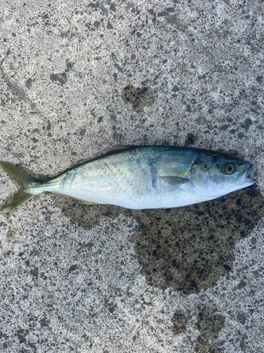 ワカシの釣果