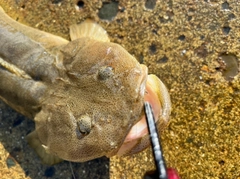 マゴチの釣果
