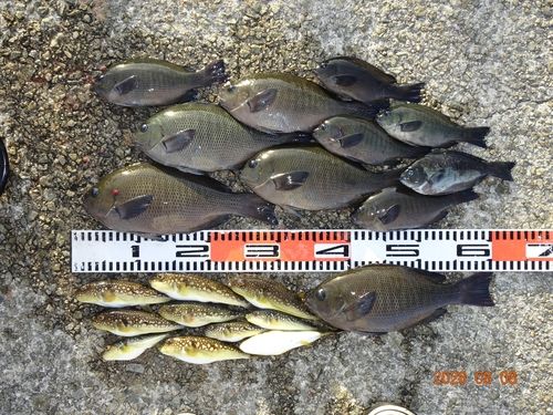 グレの釣果