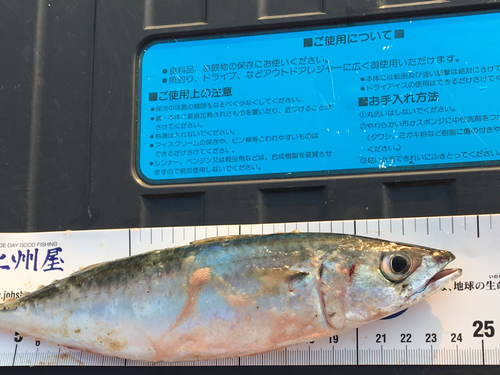 サバの釣果