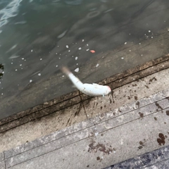 ボラの釣果