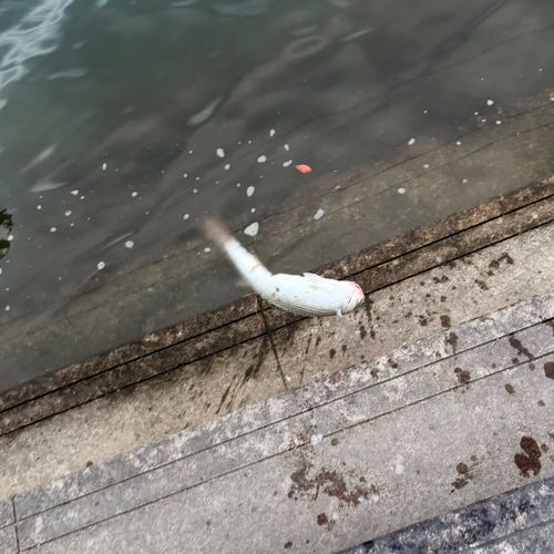ボラの釣果