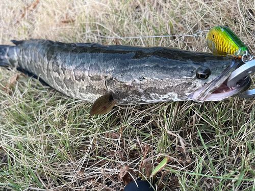 ライギョの釣果