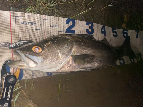 シーバスの釣果