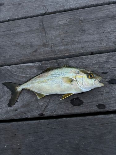 ショゴの釣果
