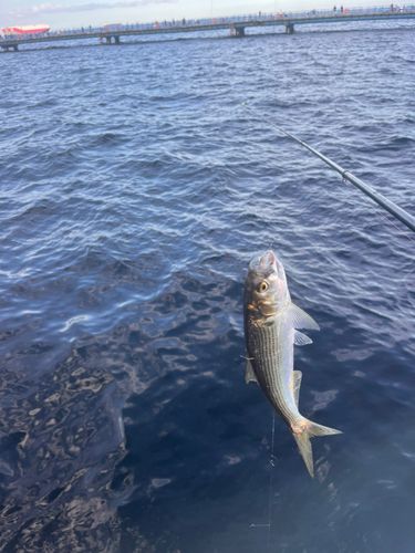 マアジの釣果
