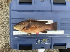 コブダイの釣果