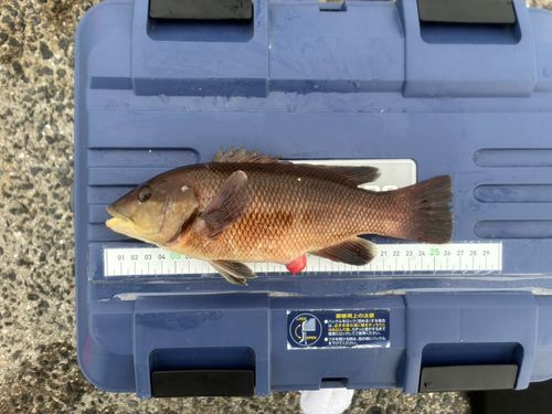 コブダイの釣果