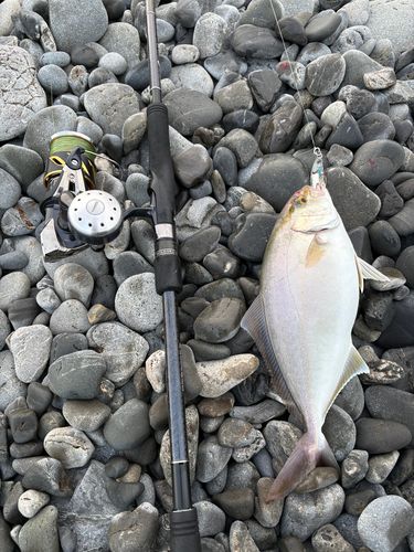 カンパチの釣果