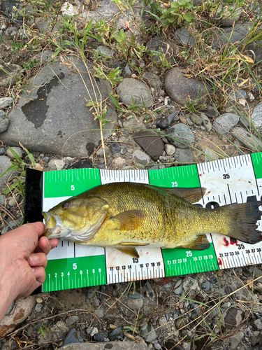 スモールマウスバスの釣果