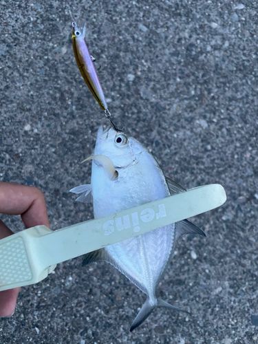 メッキの釣果