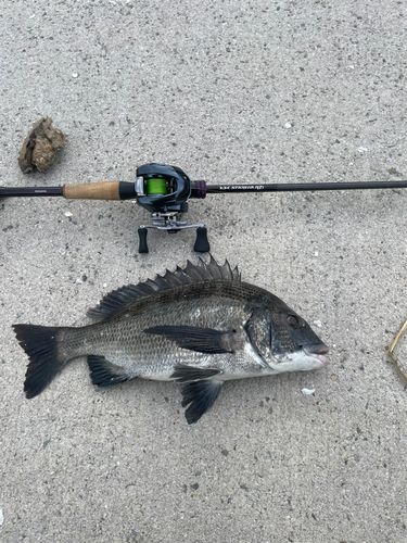 クロダイの釣果