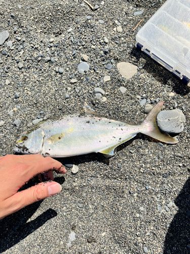 シイラの釣果