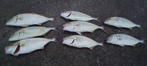 ショゴの釣果