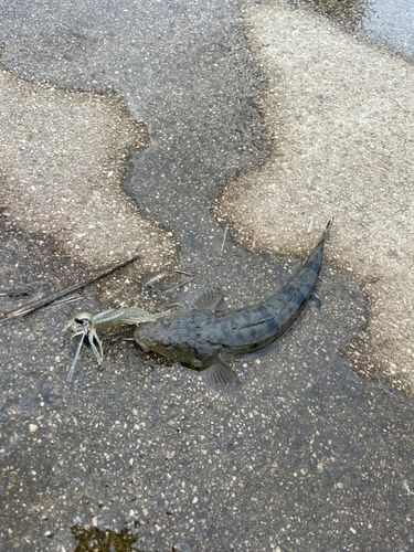 マゴチの釣果