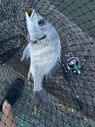 チヌの釣果
