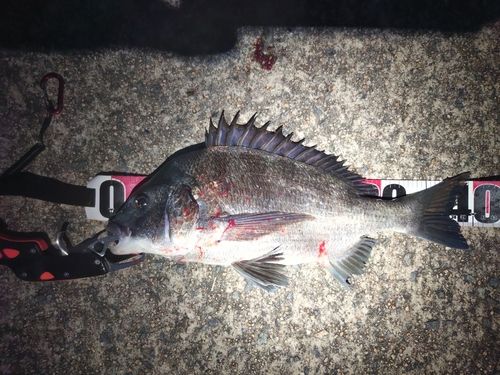 チヌの釣果
