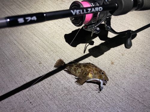 カサゴの釣果