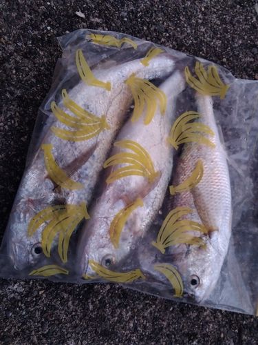 シログチの釣果