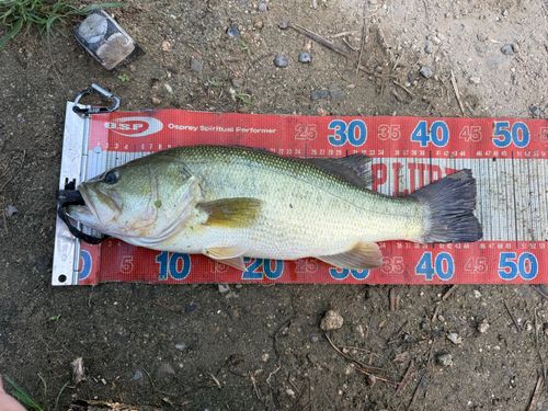 ラージマウスバスの釣果