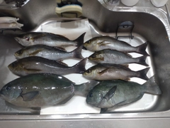 メジナの釣果