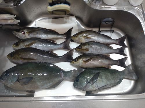 メジナの釣果