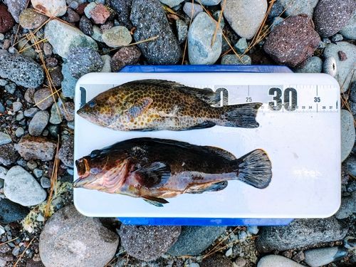 オオモンハタの釣果