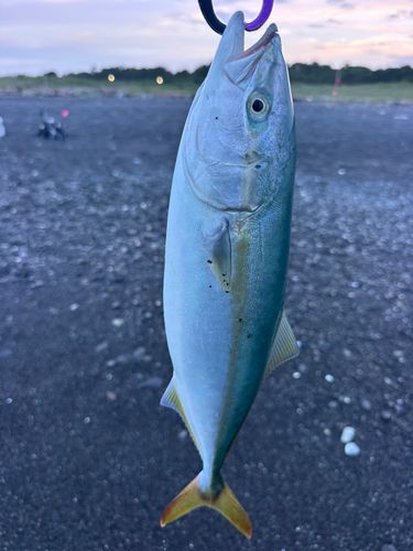 イナダの釣果