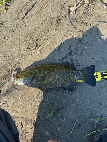 スモールマウスバスの釣果
