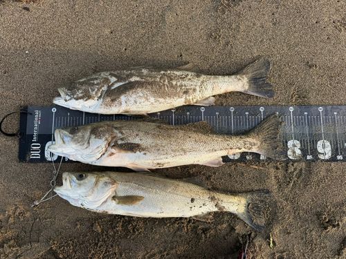 シーバスの釣果