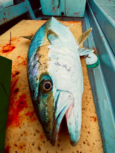 ヒラマサの釣果