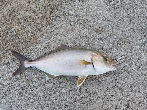ショゴの釣果